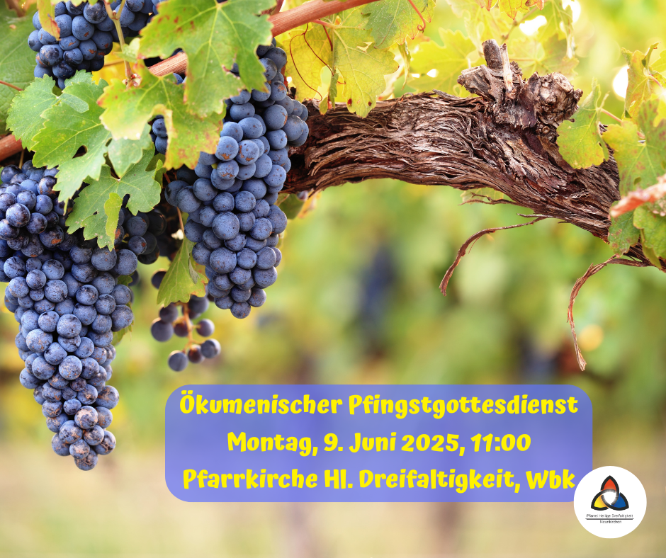 Blaue reife Weintraben an einem Weinstock in einem Weinberg, darunter die Informationen zum ökumenischen Pfingstgottesdienst.