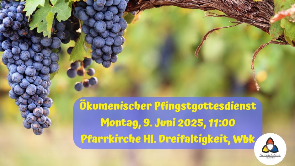 Blaue reife Weintraben an einem Weinstock in einem Weinberg, darunter die Informationen zum ökumenischen Pfingstgottesdienst.