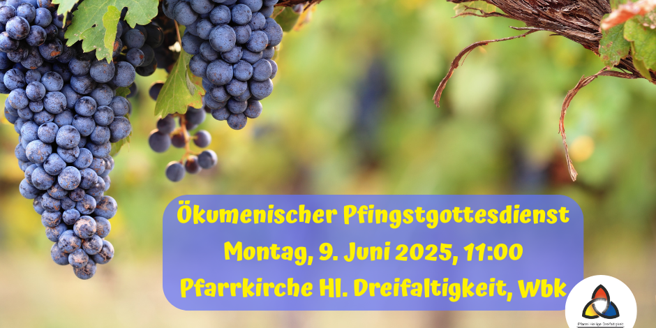 Blaue reife Weintraben an einem Weinstock in einem Weinberg, darunter die Informationen zum ökumenischen Pfingstgottesdienst.