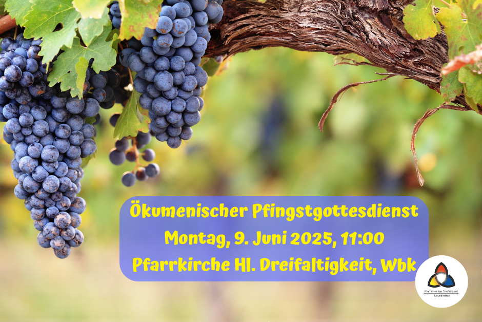 Blaue reife Weintraben an einem Weinstock in einem Weinberg, darunter die Informationen zum ökumenischen Pfingstgottesdienst.