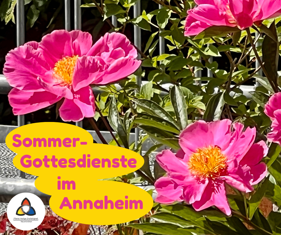Blühende rosa Pfingstrosen