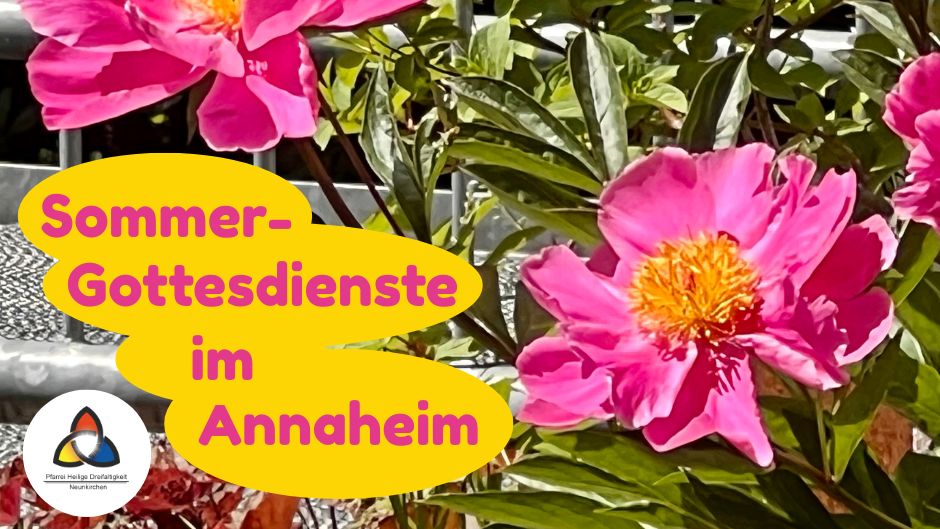 Blühende rosa Pfingstrosen