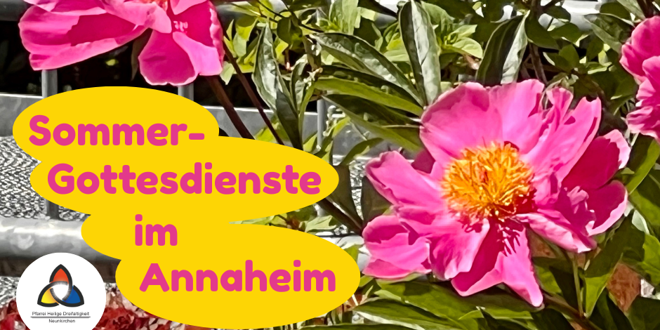 Blühende rosa Pfingstrosen