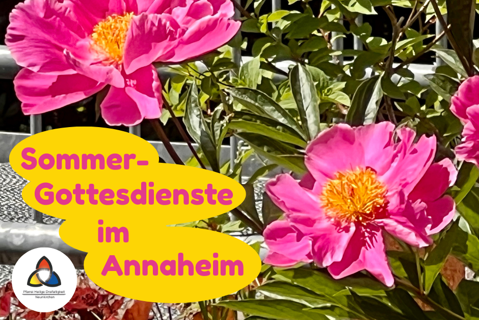Blühende rosa Pfingstrosen